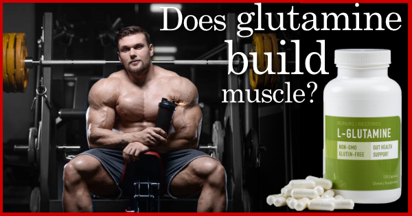 does glutamine build muscle