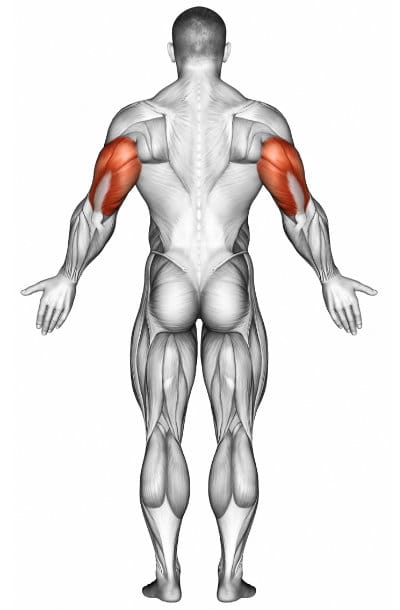 Triceps
